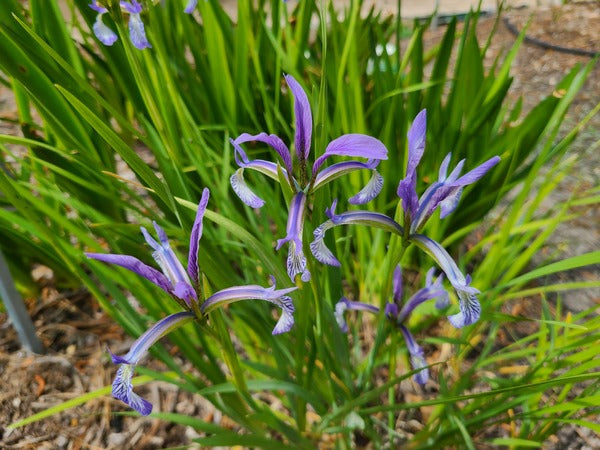 Image of Iris anguifuga 'Snake Bane' taken at Juniper Level Botanic Gdn, NC by JLBG