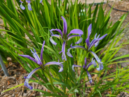 Image of Iris anguifuga 'Snake Bane' taken at Juniper Level Botanic Gdn, NC by JLBG