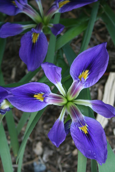 Learn about Iris brevicaulis 'Yucca Do Blue' | Yucca Do Blue Zig