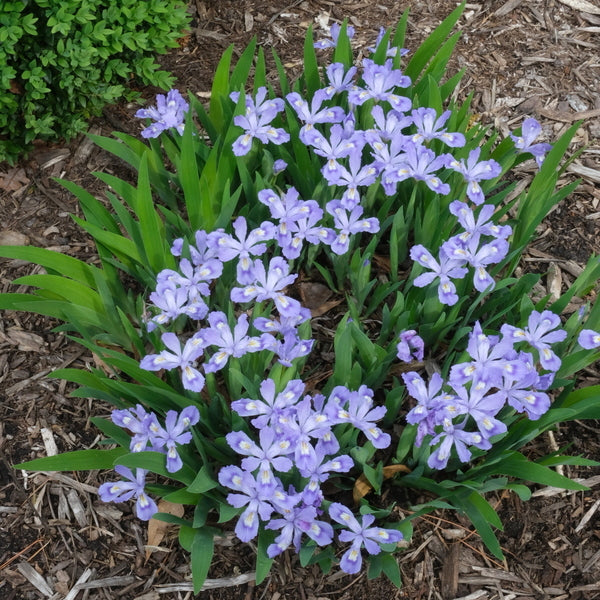 Blue Flowers | Blue Flowering Plants | Blue and Purple Flowers