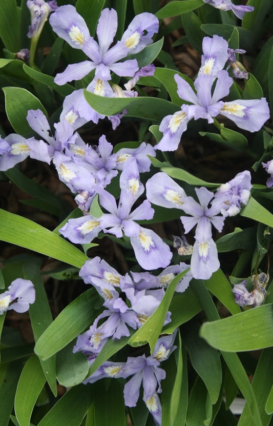 Image of Iris cristata 'Edgar Anderson' taken at Juniper Level Botanic Gdn, NC by JLBG