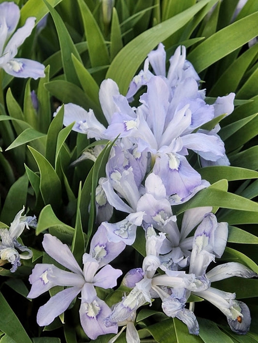 Image of Iris cristata 'Mountain Girl' taken at Juniper Level Botanic Gdn, NC by JLBG