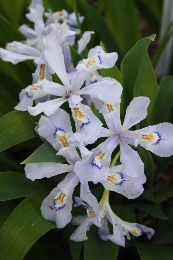 Image of Iris cristata 'Powder Blue Giant' taken at Juniper Level Botanic Gdn, NC by JLBG