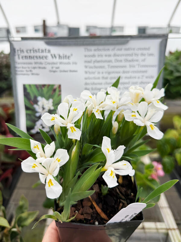 Image of Iris cristata 'Tennessee White'