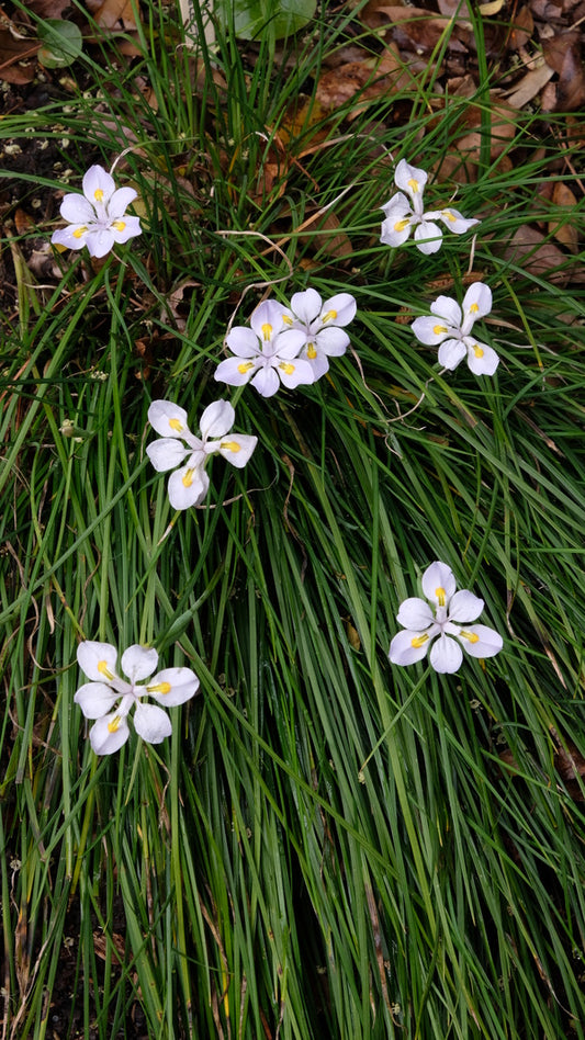 Image of Iris dabashanensis taken at Juniper Level Botanic Gdn, NC by JLBG