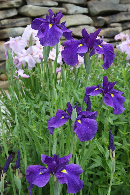 Image of Iris ensata 'Bellender Blue' taken at Juniper Level Botanic Gdn, NC by JLBG