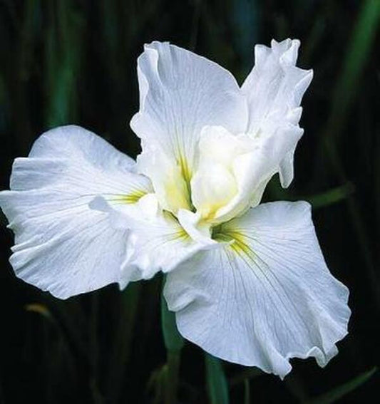 Image of Iris ensata 'Little Snow Man' taken at Juniper Level Botanic Gdn, NC by JLBG