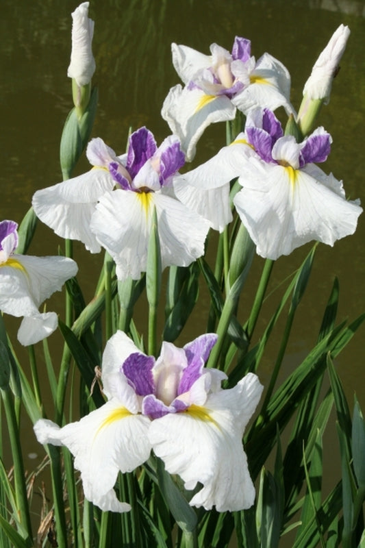 Image of Iris ensata 'Queen's Tiara' taken at Juniper Level Botanic Gdn, NC by JLBG