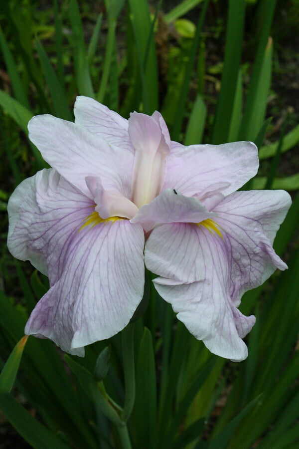 Image of Iris ensata 'Sakura Komachi' taken at Juniper Level Botanic Gdn, NC by JLBG
