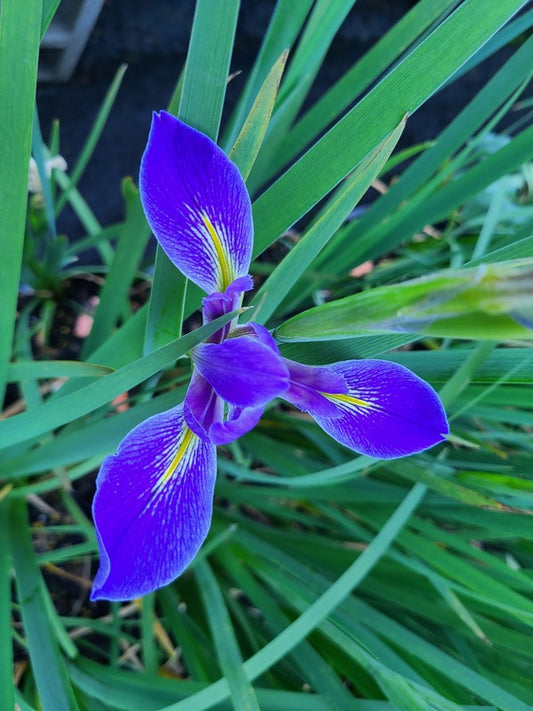Image of Iris giganticaerulea 'Boutte' taken at Juniper Level Botanic Gdn, NC by JLBG