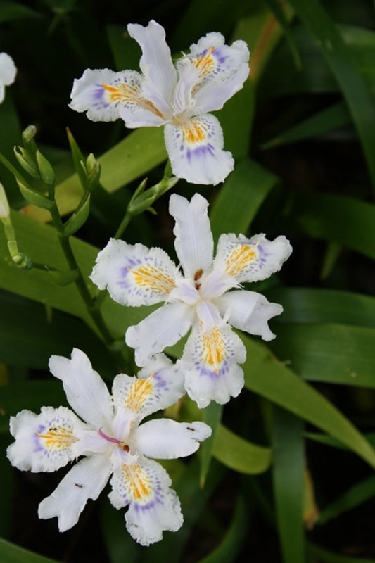 Image of Iris japonica 'Porcelain Maiden' taken at Juniper Level Botanic Gdn, NC by JLBG