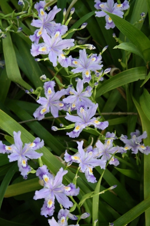 Learn about Iris japonica 'Skirt Chaser' | Skirt Chaser Japanese
