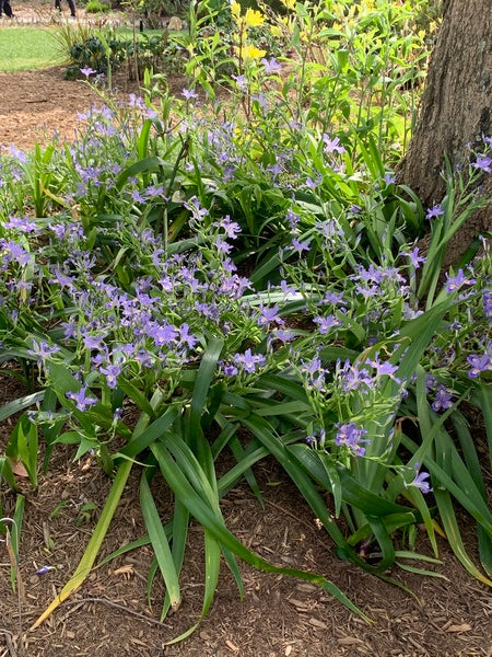 Learn about Iris japonica 'Skirt Chaser' | Skirt Chaser Japanese