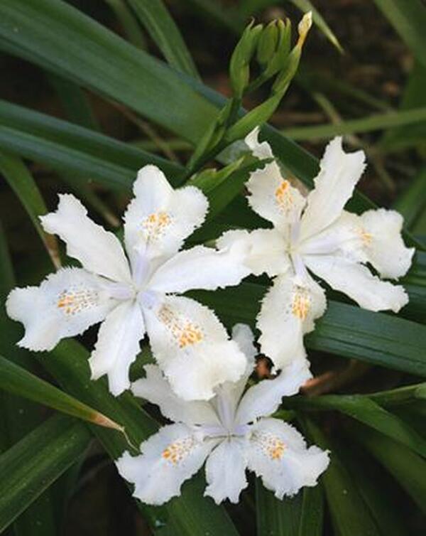 Image of Iris japonica 'Wuhan Angel' taken at Juniper Level Botanic Gdn, NC by JLBG