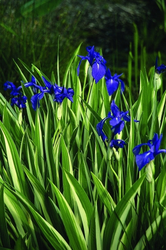 Image of Iris laevigata 'Variegata' taken at Juniper Level Botanic Gdn, NC by JLBG