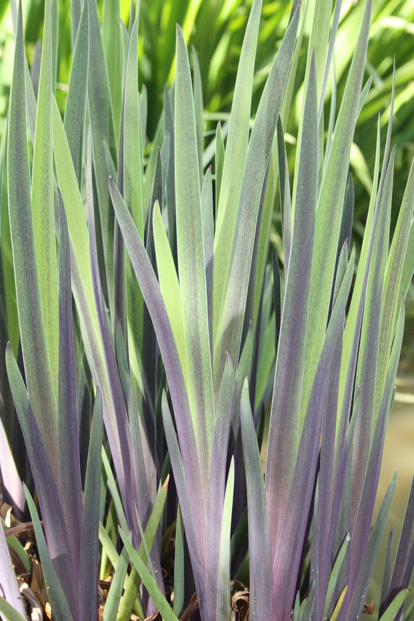 Image of Iris x robusta 'Dark Aura' taken at Juniper Level Botanic Gdn, NC by JLBG