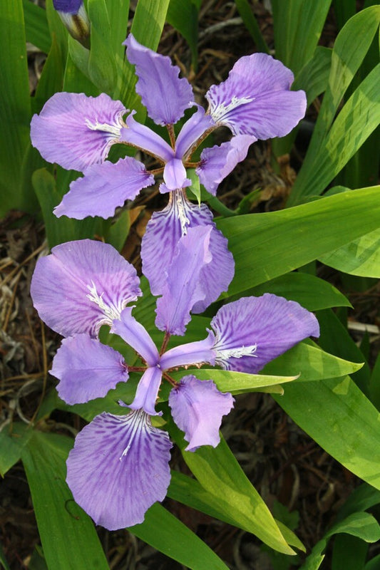 Image of Iris tectorum 'Wolong'