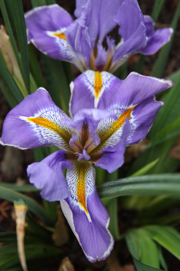 Image of Iris unguicularis 'Front Drive' taken at Juniper Level Botanic Gdn, NC by JLBG