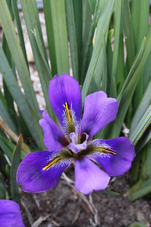 Image of Iris unguicularis 'Purple Snow' taken at Juniper Level Botanic Gdn, NC by JLBG