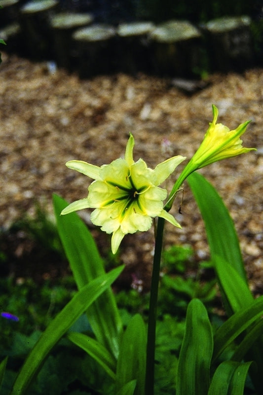 Image of Ismenocallis 'Sulfur Queen' taken at Juniper Level Botanic Gdn, NC by JLBG