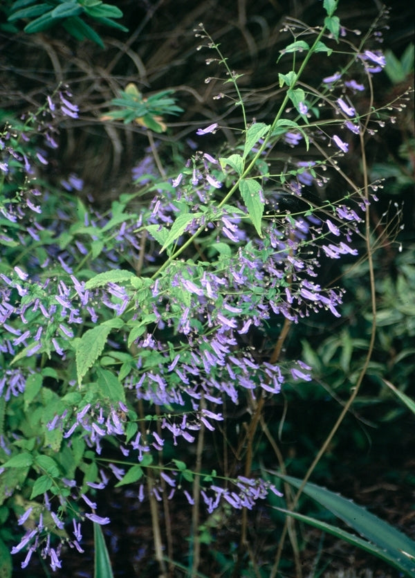 Image of Isodon effusus taken at Juniper Level Botanic Gdn, NC by JLBG