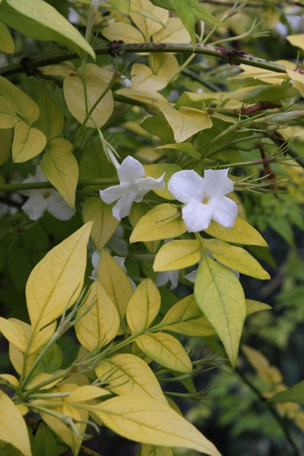 Image of Jasminum officinale 'Frojas'