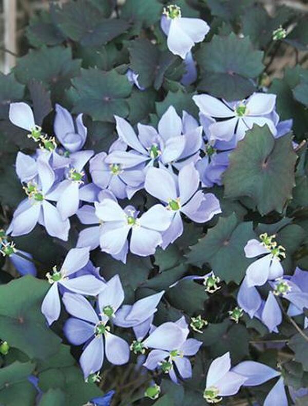Image of Jeffersonia dubia taken at B. Yinger Gdn, PA
