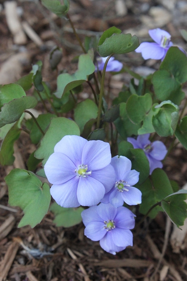 Image of Jeffersonia dubia taken at Juniper Level Botanic Gdn, NC by JLBG