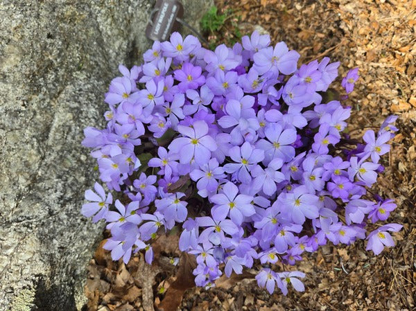 Image of Jeffersonia dubia taken at Joe Pye Weed Gdn, MA by JLBG