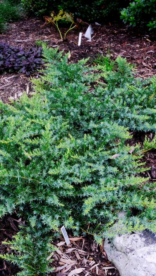Image of Juniperus communis var. depressa 'Hitchcock' taken at Juniper Level Botanic Gdn, NC by JLBG