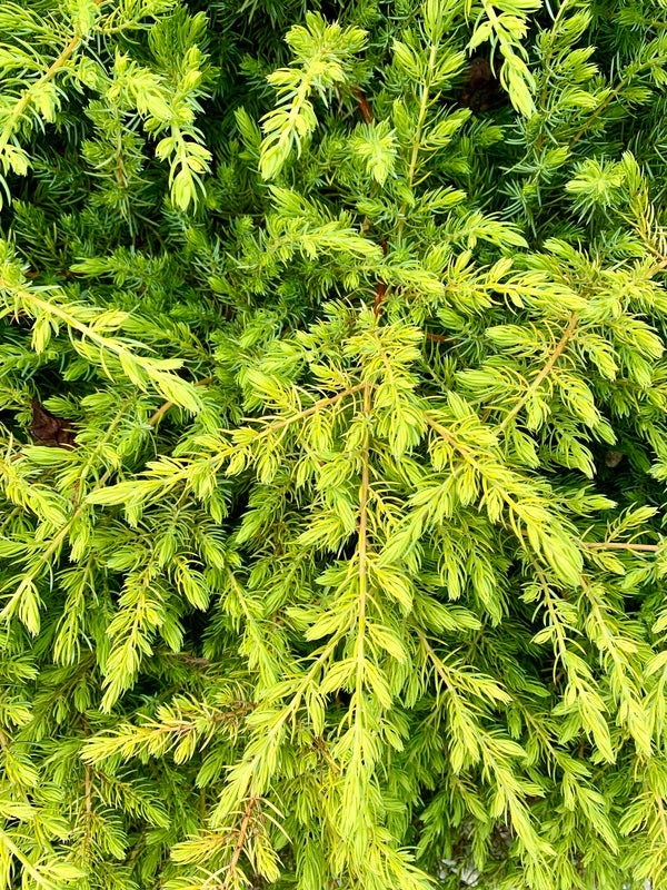 Japanese Garden Plants for Sale | Japanese Plants for Sale