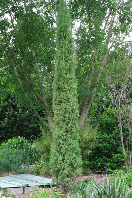 Image of Juniperus virginiana 'Silver Spear' taken at Juniper Level Botanic Gdn, NC by JLBG