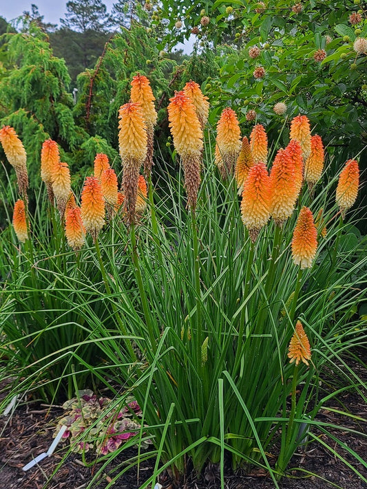 Image of Kniphofia 'Hot and Cold' PP 31,185 taken at Juniper Level Botanic Gdn, NC by JLBG