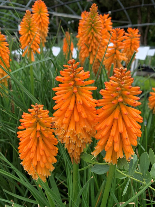 Image of Kniphofia 'Orange Blaze' PP 31,545 taken at Juniper Level Botanic Gdn, NC by C. Hardison