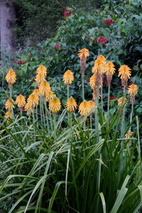 Image of Kniphofia 'Yellow Cheer' taken at Juniper Level Botanic Gdn, NC by JLBG