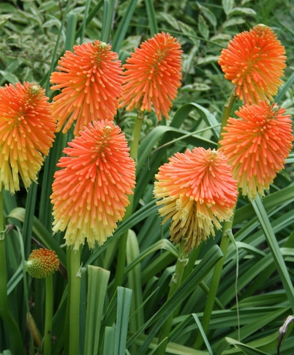 Image of Kniphofia rooperi