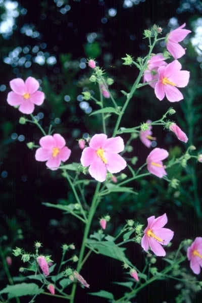 Kosteletzkya virginica ACE Basin | ACE Basin Sea Shore Mallow