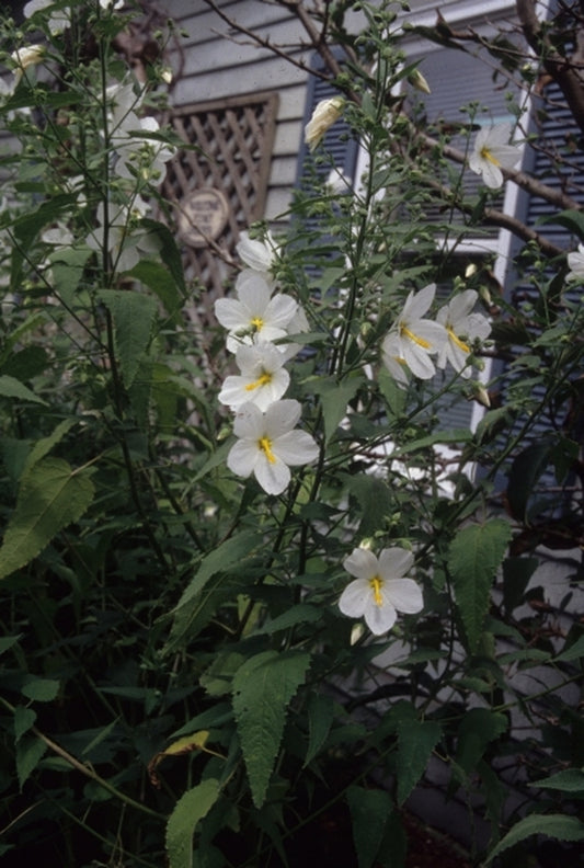 Image of Kosteletzkya virginica 'Immaculate' taken at Juniper Level Botanic Gdn, NC by JLBG