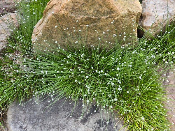 Image of Lachnocaulon anceps 'Johnston Gem' taken at Juniper Level Botanic Gdn, NC by JLBG
