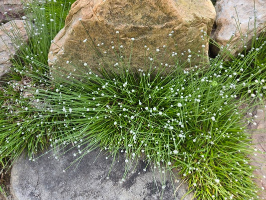 Image of Lachnocaulon anceps 'Johnston Gem' taken at Juniper Level Botanic Gdn, NC by JLBG