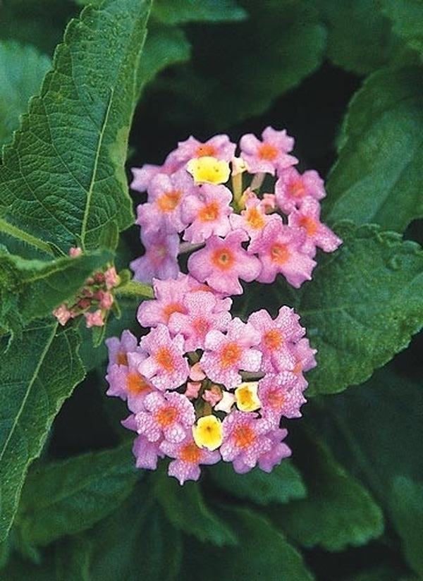 Image of Lantana camara 'Ham and Eggs' taken at Juniper Level Botanic Gdn, NC by JLBG