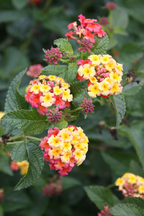 Image of Lantana camara 'Ham and Eggs' taken at Walters Gardens, MI by JLBG