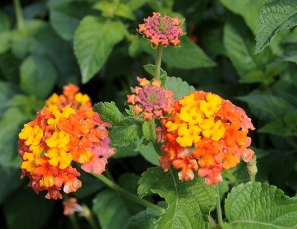 Image of Lantana camara 'Miss Huff'