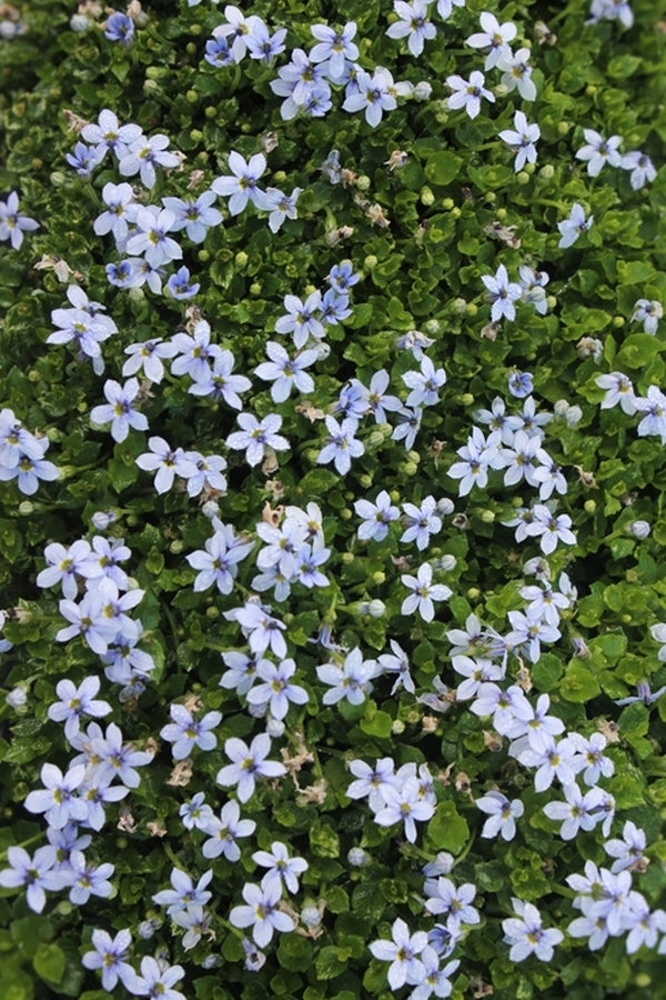Image of Laurentia fluviatilis taken at Juniper Level Botanic Gdn, NC by JLBG
