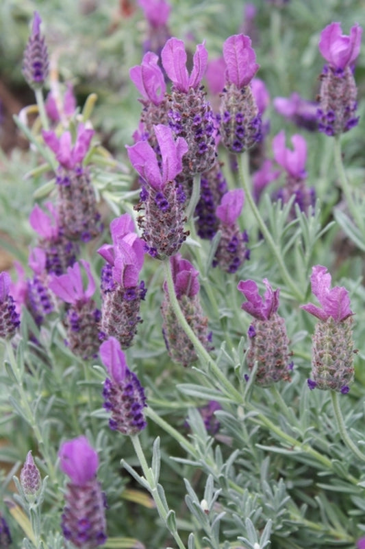 Image of Lavandula stoechas 'Anouk' PP 16,685 taken at Juniper Level Botanic Gdn, NC by JLBG