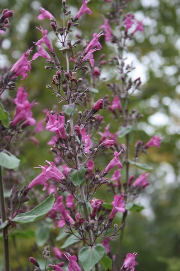 Image of Lepechinia hastata taken at Juniper Level Botanic Gdn, NC by JLBG