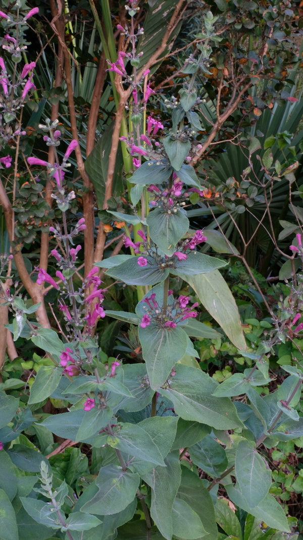 Image of Lepechinia hastata taken at Juniper Level Botanic Gdn, NC by JLBG