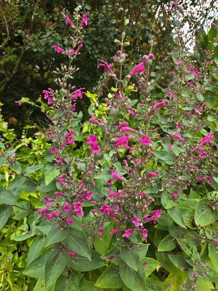 Image of Lepechinia hastata taken at Juniper Level Botanic Gdn, NC by JLBG