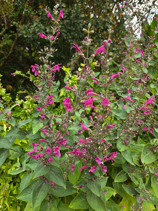Image of Lepechinia hastata taken at Juniper Level Botanic Gdn, NC by JLBG