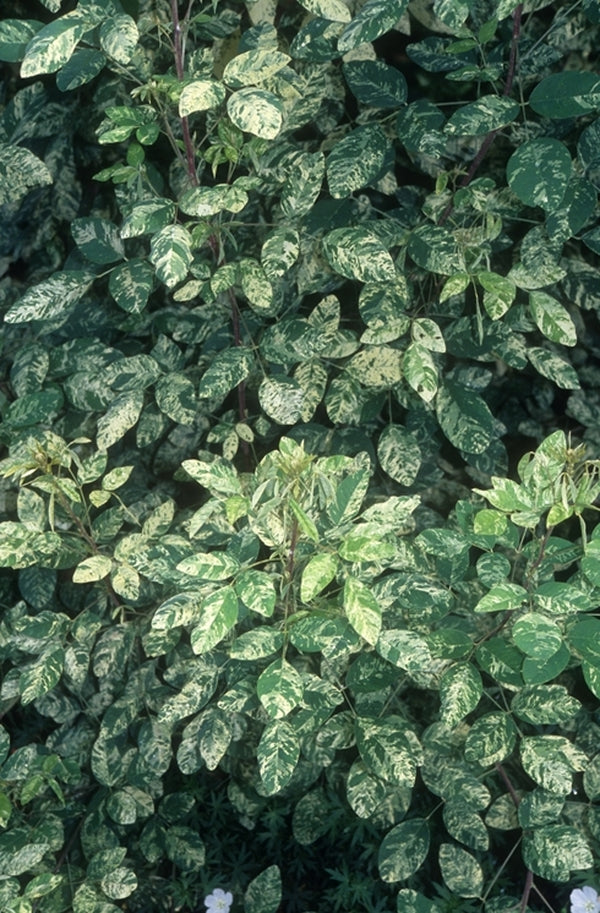 Image of Lespedeza thunbergii 'Spilt Milk' taken at Juniper Level Botanic Gdn, NC by JLBG